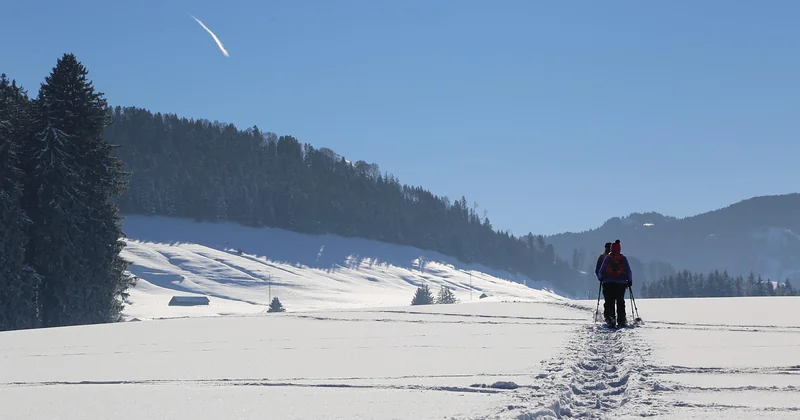 Sind Gladiolen winterhart? Überwintern ohne Verluste