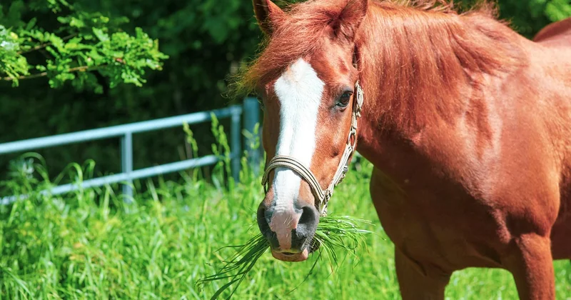 Was macht ein jünger: kurzer oder langer Pony?
