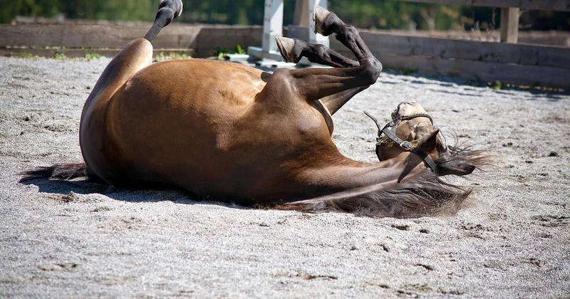 Welcher Pony ist 2026 modern?